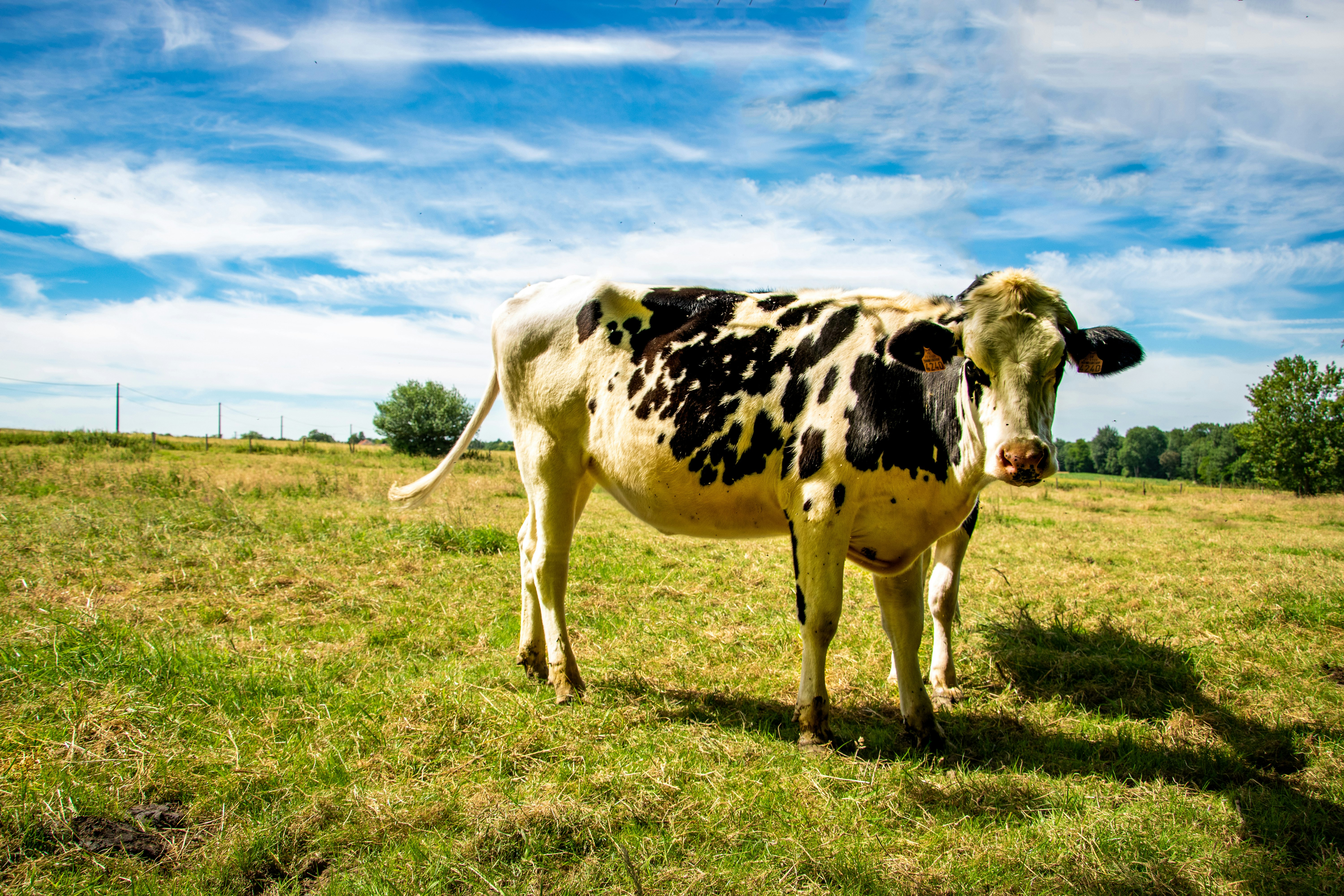 white and black cow standing on green grass field